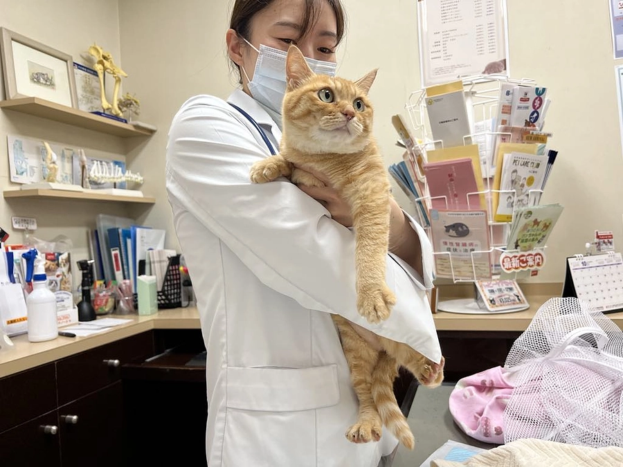 豪雨災害の珠洲から来た猫たち～あなたたちを嫌いになって手放したのではないの。どうか幸せになって・・