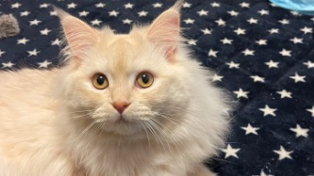 ご支援ありがとうございます！