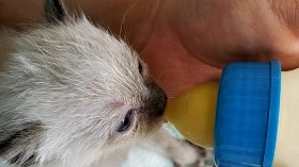 闘い抜いたこまちの話