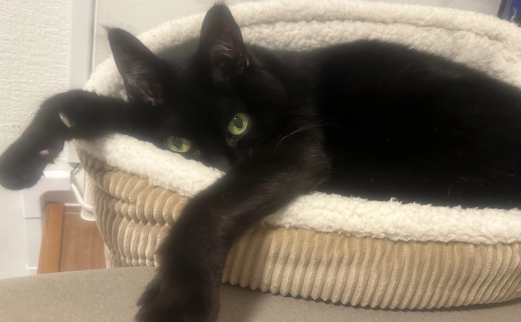 感謝のメールとちびの画像2枚