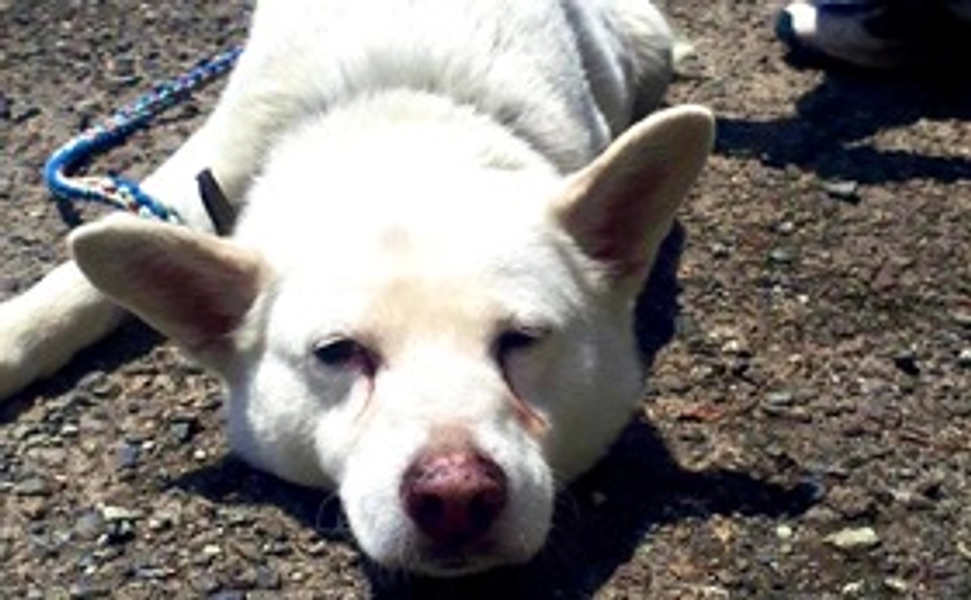 【リターン不要な方向け】さくら応援コース