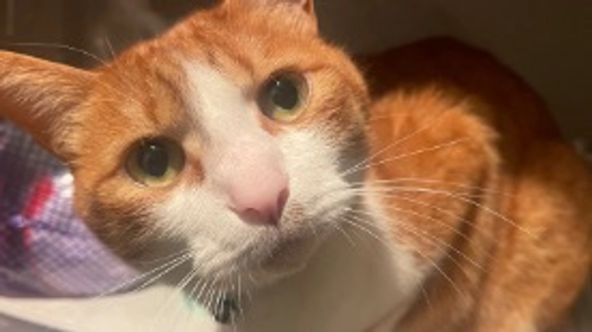 プロジェクト終了まで残り30時間です