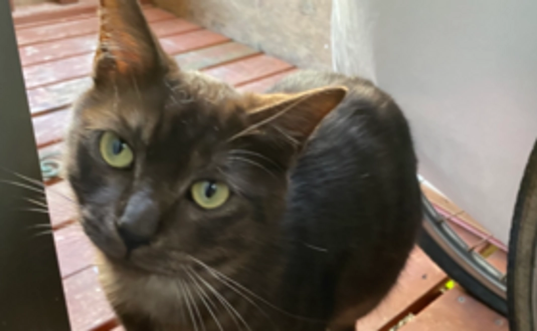 【全力応援コース】保護猫の写真