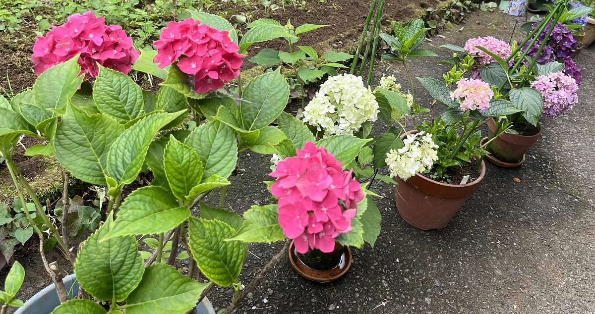 〜梅雨時期のお宿のメンテナンス風景〜
