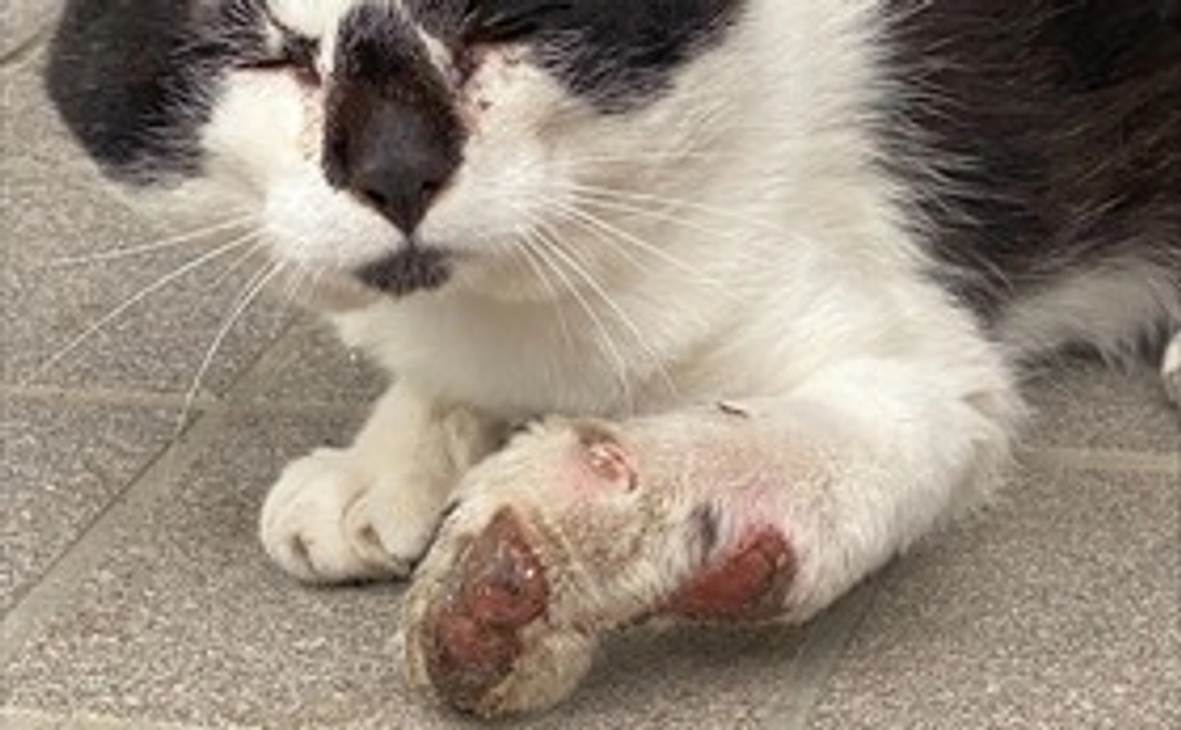 半年以上、酷く苦しんでいました、この猫が1日も早く救われます様に。貴方様のご協力を心から必要としております。