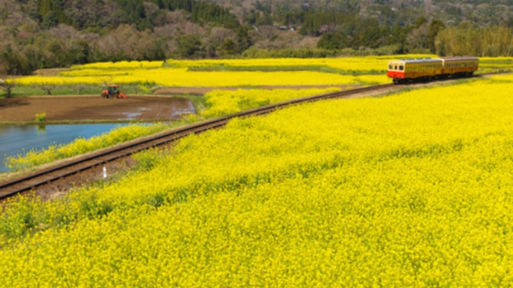 この景色を守りたい。石神菜の花畑を一緒に守る仲間を募ります。