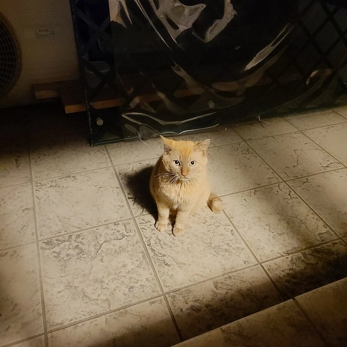 【本日23時で終了です！目標まで残り37.4万円 🌈 】「ちゃいろ」にお薬をあげました。