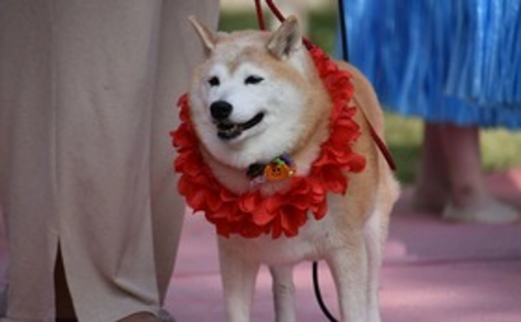 ホッチポッチ応援コース〈ミニマム〉