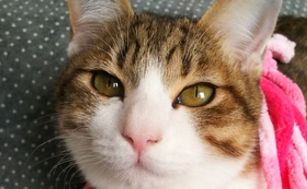 全額応援 500円コース(リターン不要)