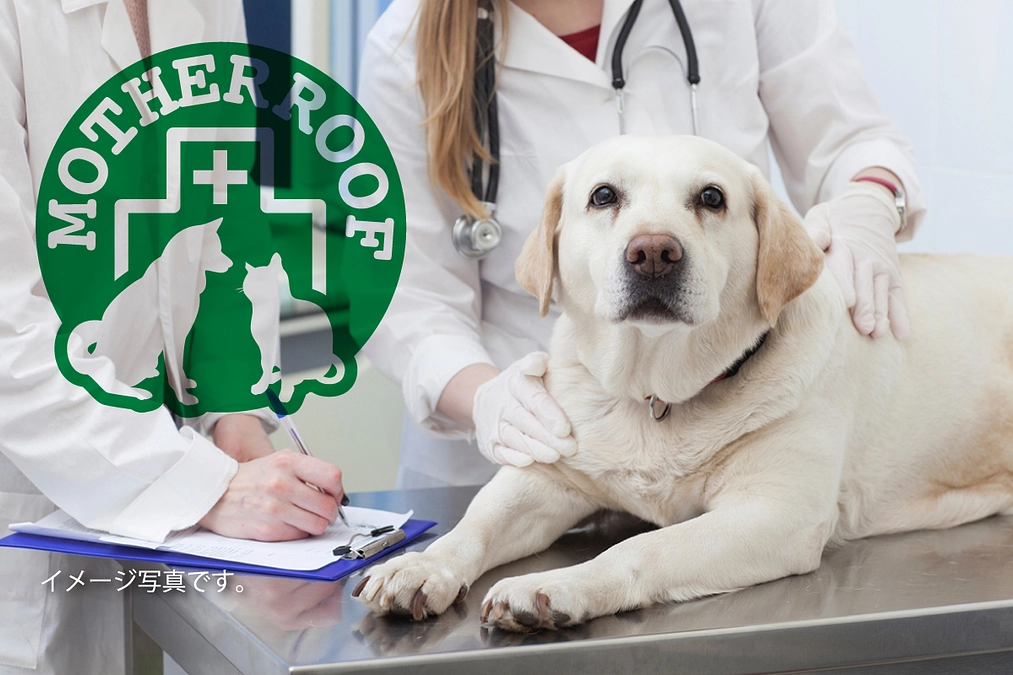 「大型犬を引き取るところを探しています」と相談が･･･しかし大型犬の里親さんを探すのは厳しい！