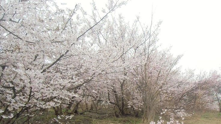 赤青黄の桜の平和植樹にご支援を!!