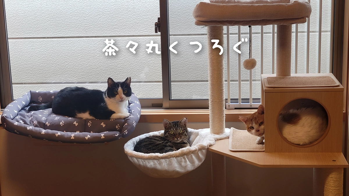 茶々丸すっかり猫部屋でくつろぐ