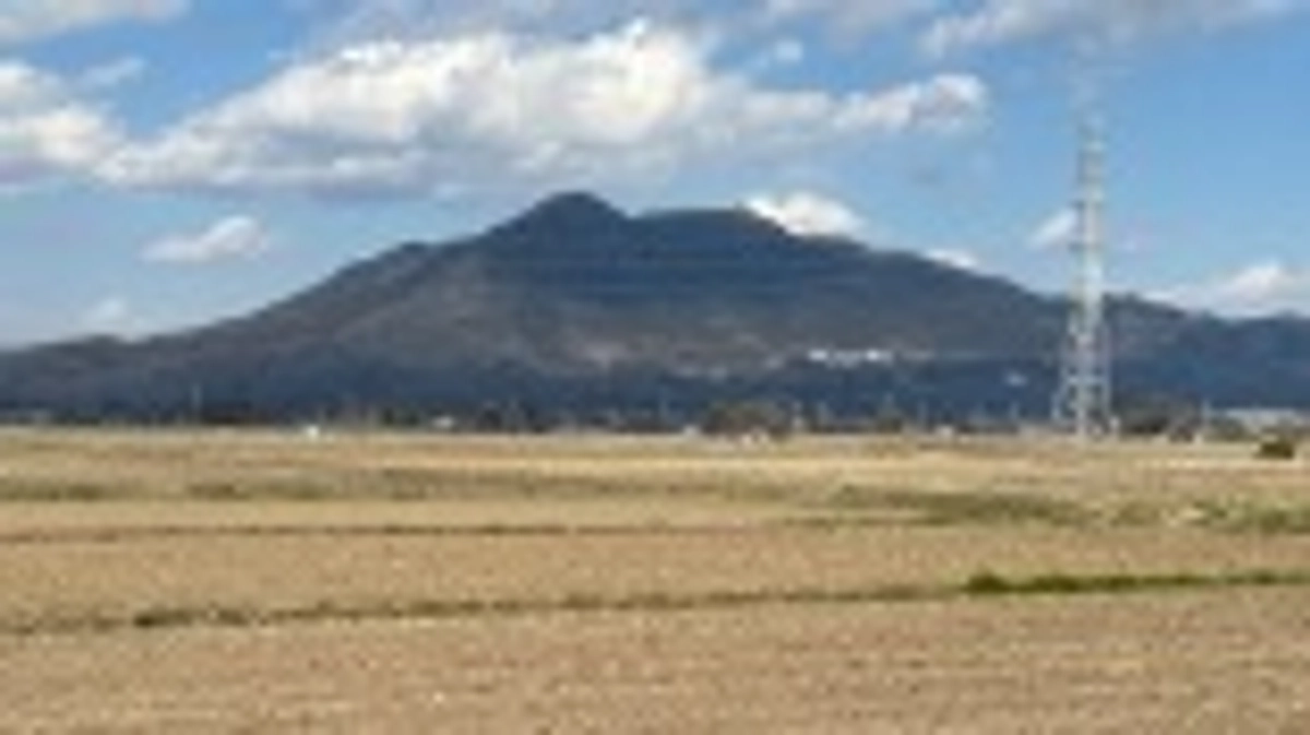 「半夏生米」は、やはり本物なのです！