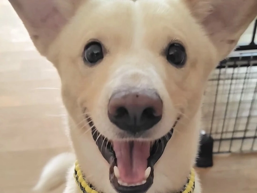 レーベンっ子のご紹介⑩　首輪をつけていたレモン