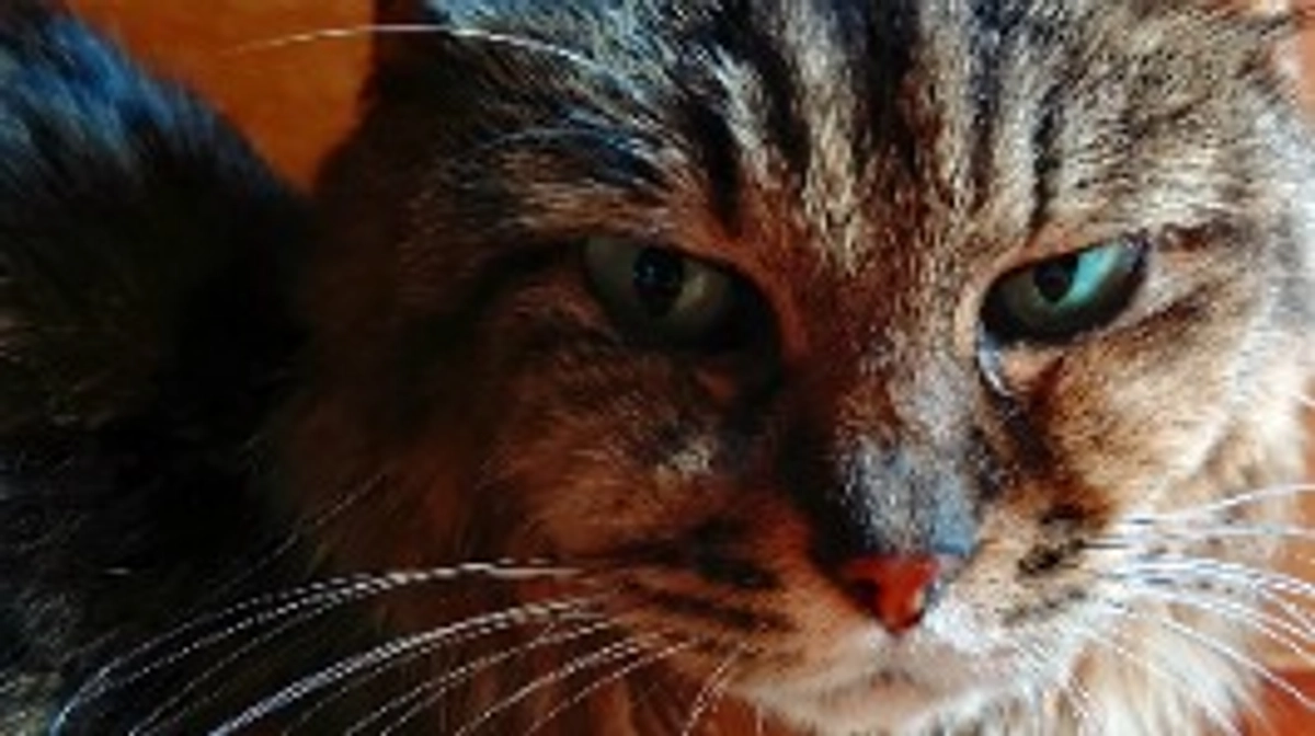 エリを保護した日まで残り一日です。