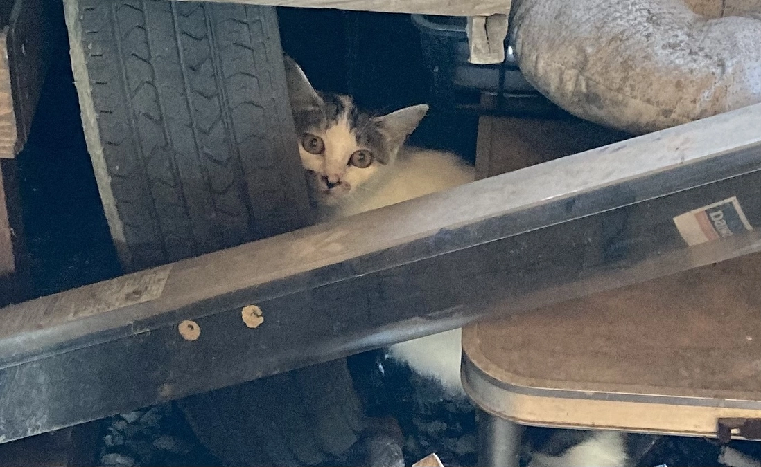 子猫を産んだ子猫のゆくえ