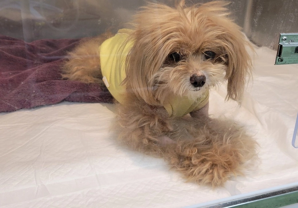 退院が見えてきました。