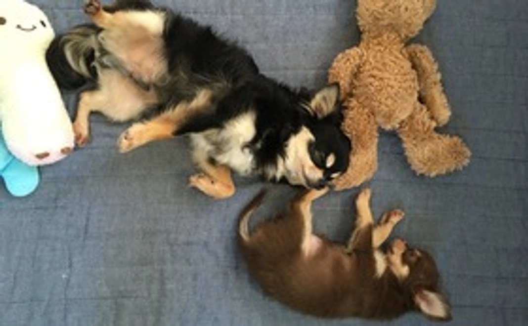 リターンなし 5000