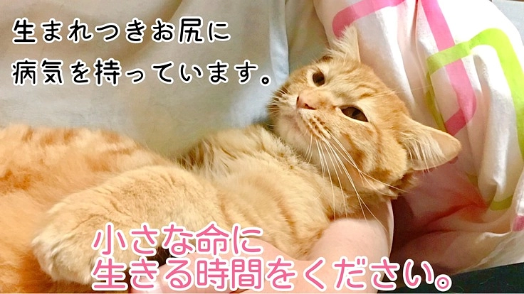 【鎖肛】生まれつきウンチが出しにくいシノちゃんを救いたい！