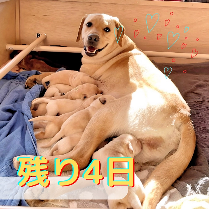 あと4日、犬たちへのエールをご紹介🐶（応援コメントより）
