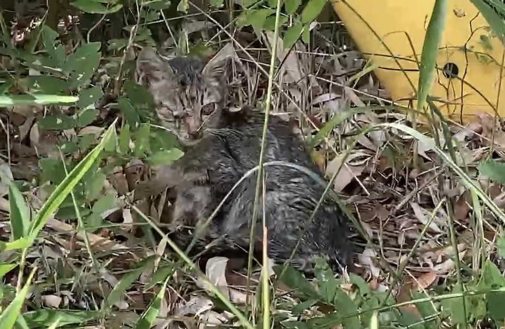 山の中で母猫と一緒にいた子猫。風邪ひきで保護しました。