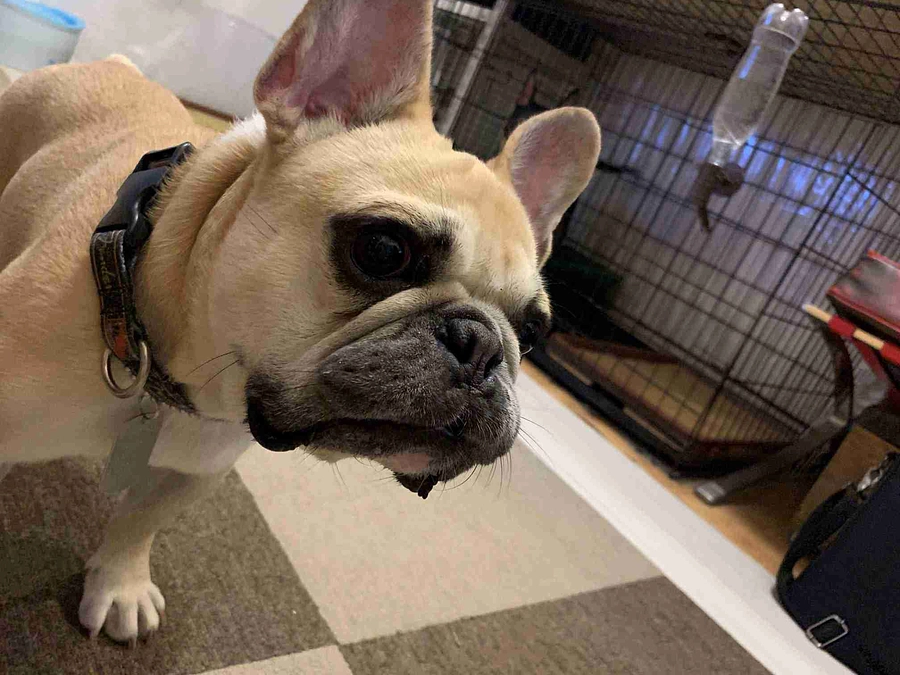 ちくわの闘病日記⑭