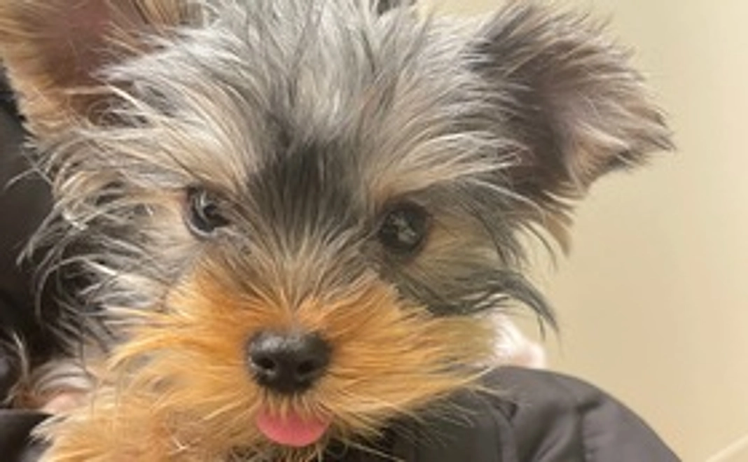 Fight！ こはくん リターンなし2