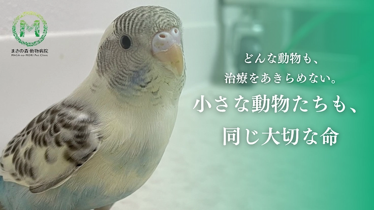 治療できず苦しむ犬猫以外の動物も救う。多くの命に寄り添う病院開設へ