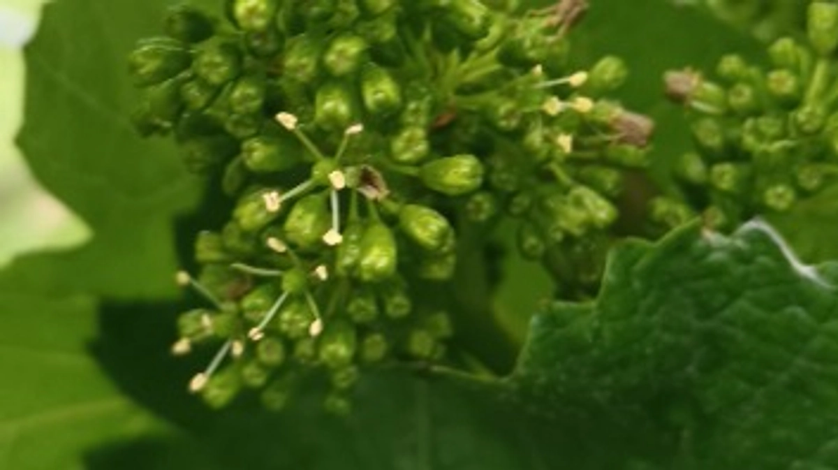 シャルドネ開花