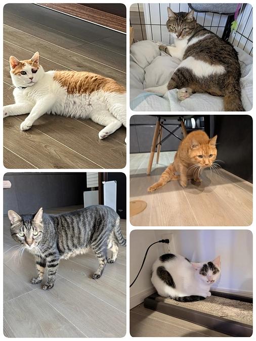 5匹の医療について