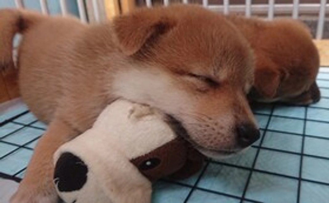 【税額控除対象】3,000円寄付コース