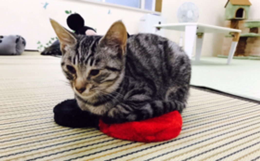 かぎしっぽオリジナルマグカップ＆3回分チケット