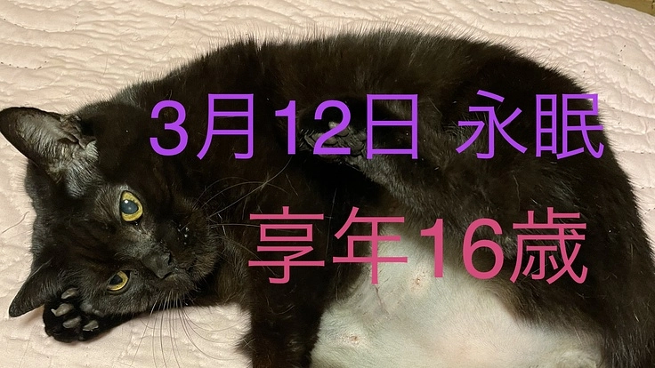 手術後の急性腎不全で亡くなったノアの治療費をご協力お願いします‼️