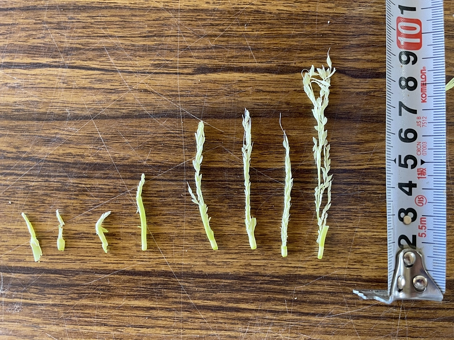 【あと7日】酒米「越淡麗」の実習でした！フィールドツアーなど考えていきます！！