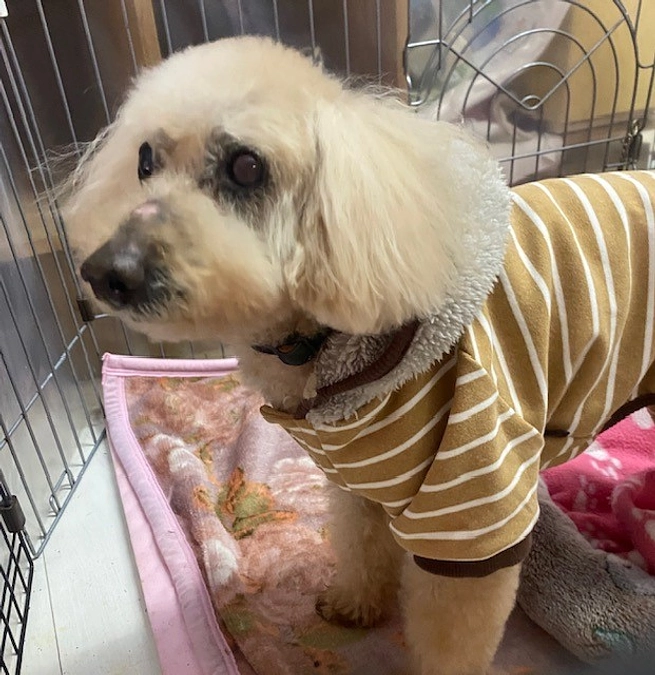 【里親募集中わんこ】プーくん