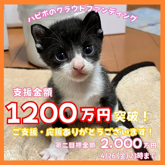 【1200万円突破に大感謝🌸】みなさまからの温かい応援に励まされております！メッセージのご紹介