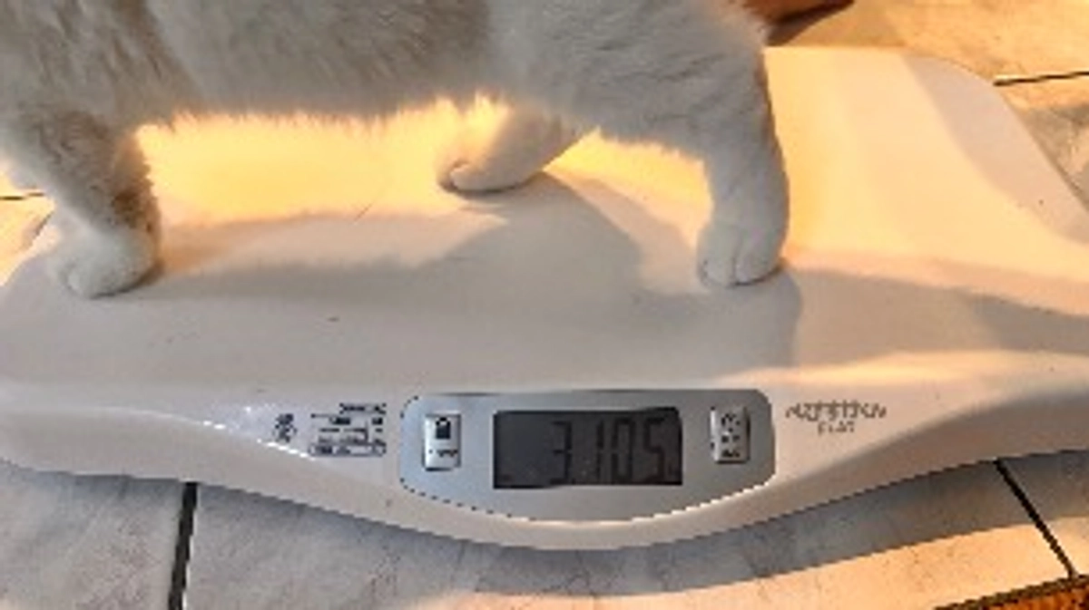 一難去ってまた一難