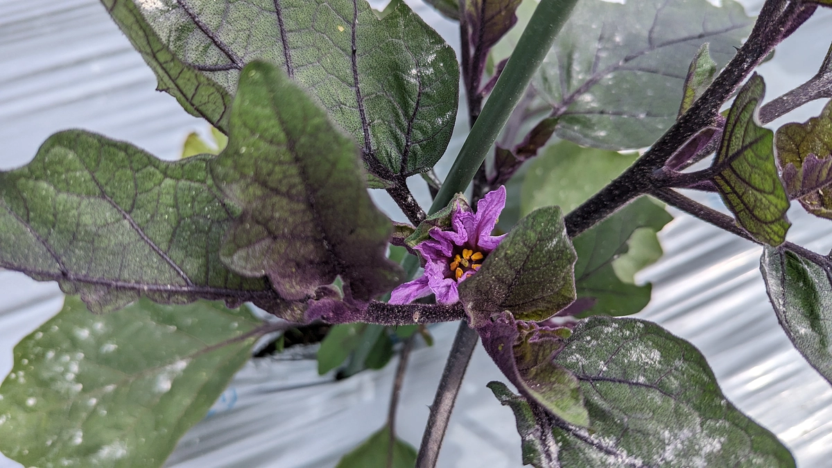 【野菜栽培レポート】「絹かわなす」の花が咲きました ＆ マイクロトマトに実がなりました！