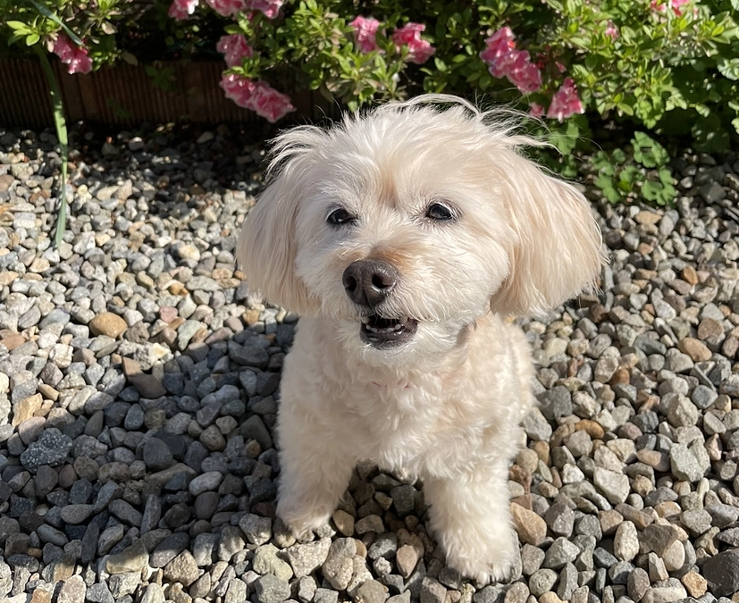 お家の中で日向ぼっこ☀️