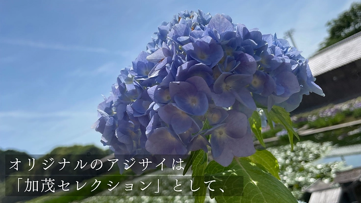 加茂荘花鳥園｜安らぎの空間を守り継ぐ。古寺周辺をアジサイの原木園に 3枚目