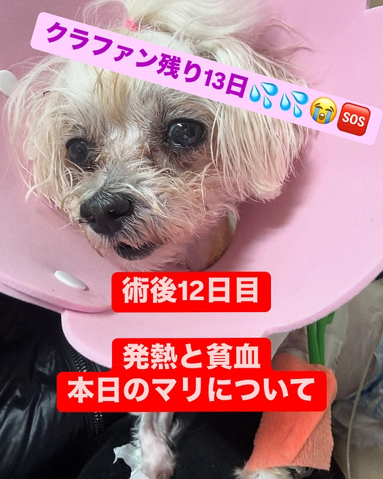 クラファン残り13日💦🆘💦🆘熱の経過とマリの貧血。