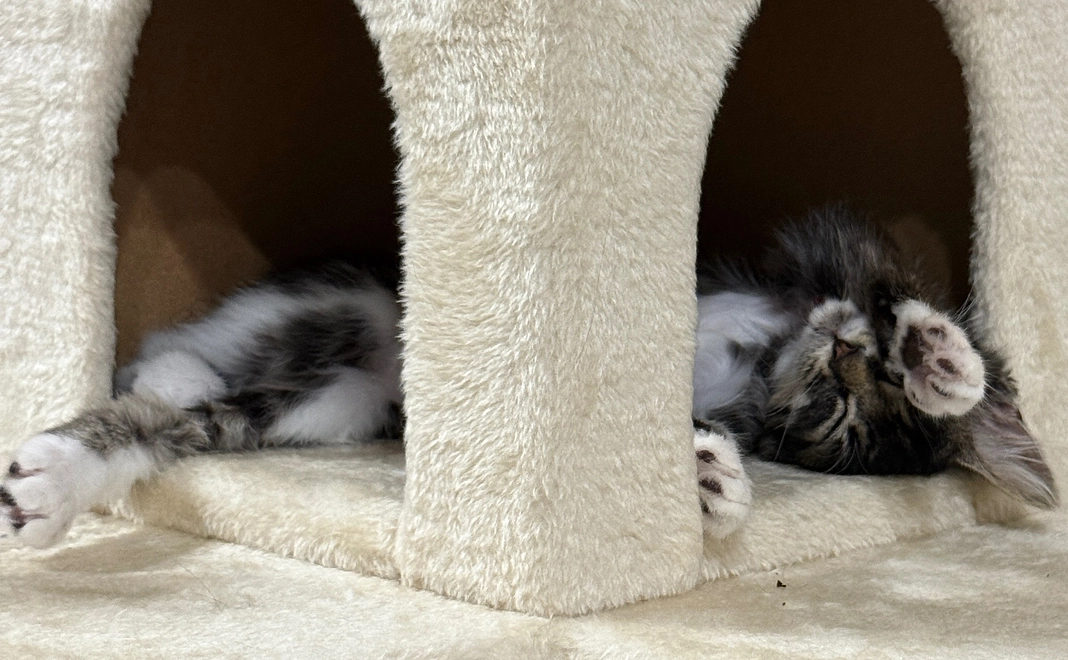 ジジ応援プラン⑥