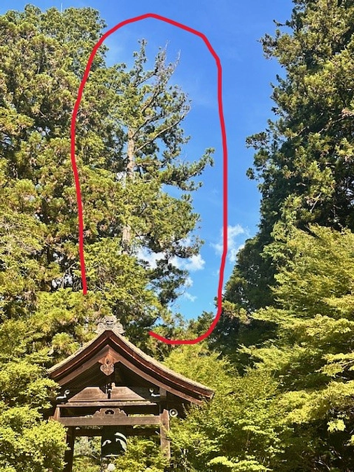 みなさんに助けていただいた杉の木