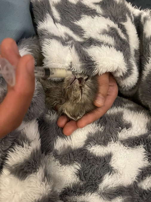 猫のボランティア活動もしてます。