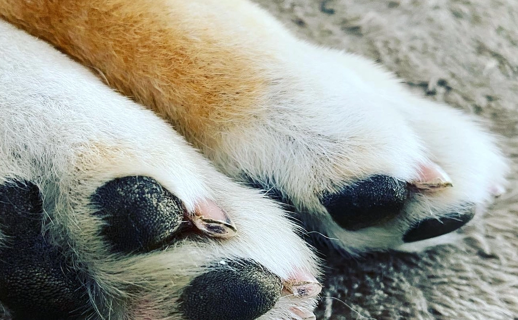 応援ご寄付コース1000円