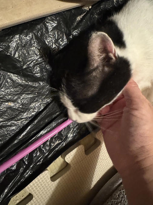 アテネ、頑張ってね！