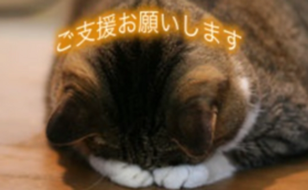 【10,000円】猫に居心地の良いホテルを提供するために！