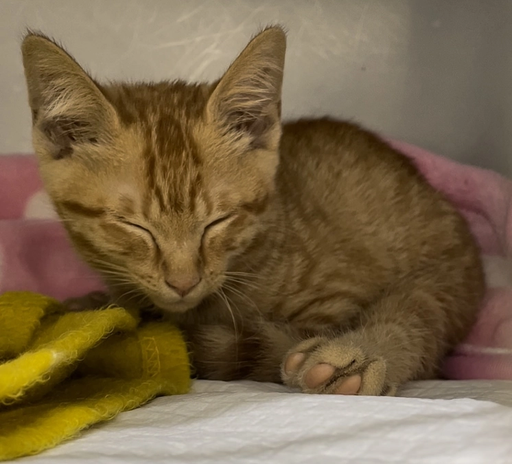 保護から3日目のめいちゃん