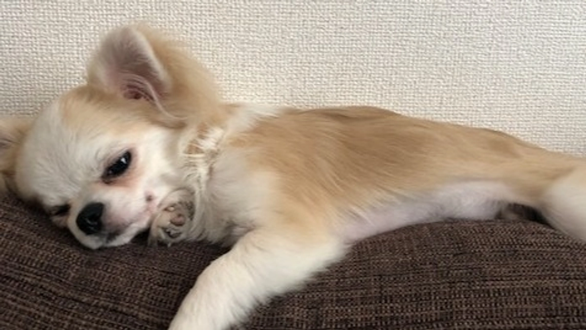 ”術後の経過報告⑦”です。