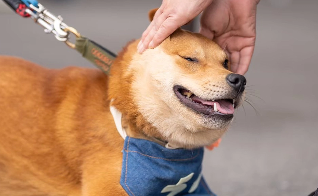 毎月3000円コース